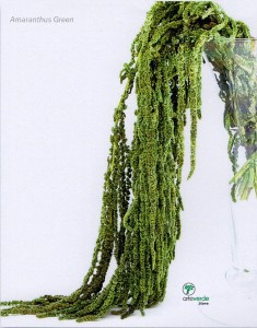 amaranthus green