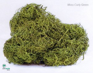 moss curly green
