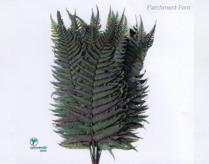parchment fern